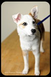 Trixie-Puppy