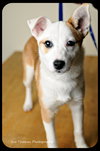 Trixie-Puppy