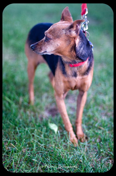 Frannie