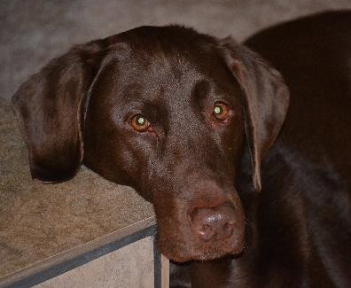 Miss Sasha Bear