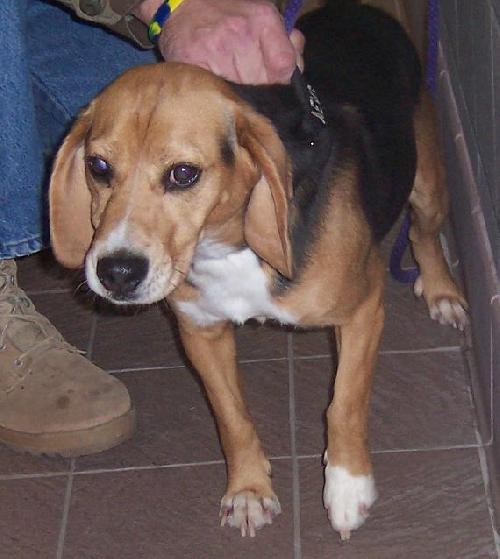 Benji