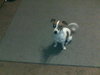 PJ-Puppy