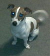 PJ-Puppy