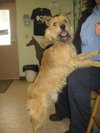 Benji