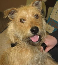 Benji