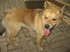 Dingo