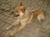 Dingo