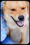 Dingo