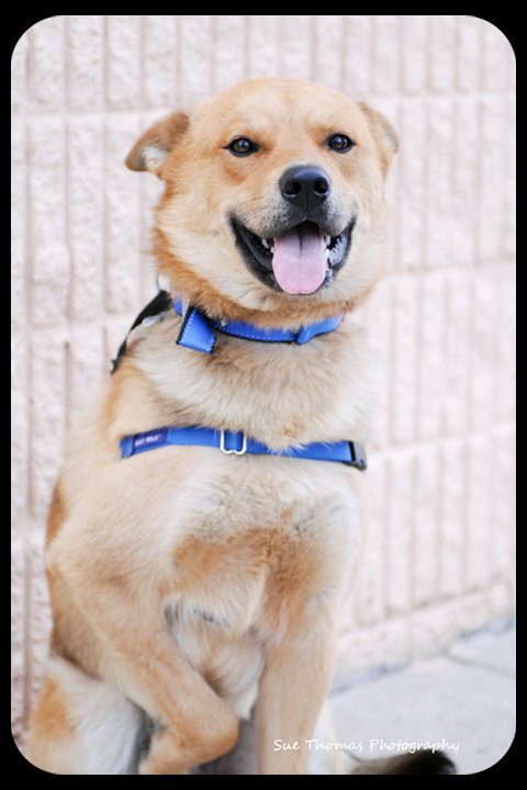 Dingo