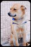 Dingo