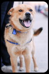 Dingo