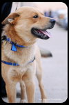 Dingo