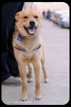 Dingo