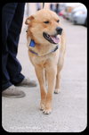 Dingo