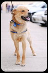 Dingo