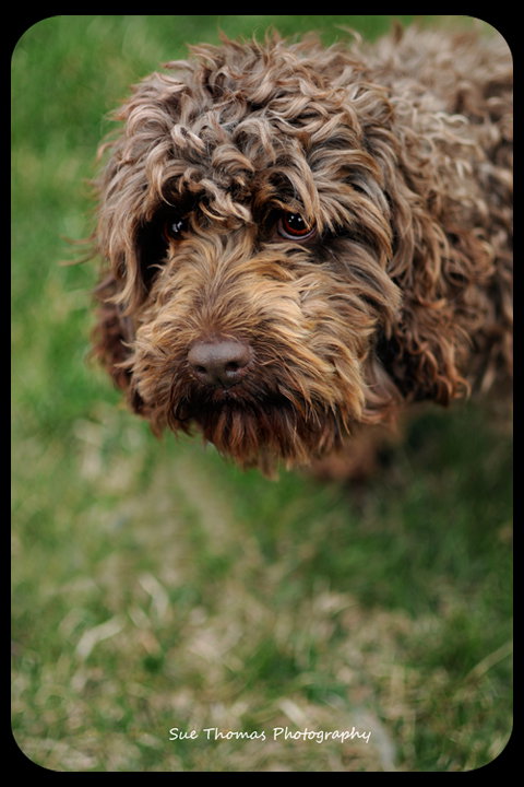 Herman