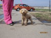 Troy