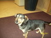 Corky