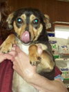 Corky