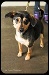 Corky