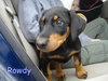 Rowdy-puppy
