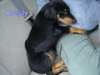 Rowdy-puppy