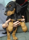 Rowdy-puppy