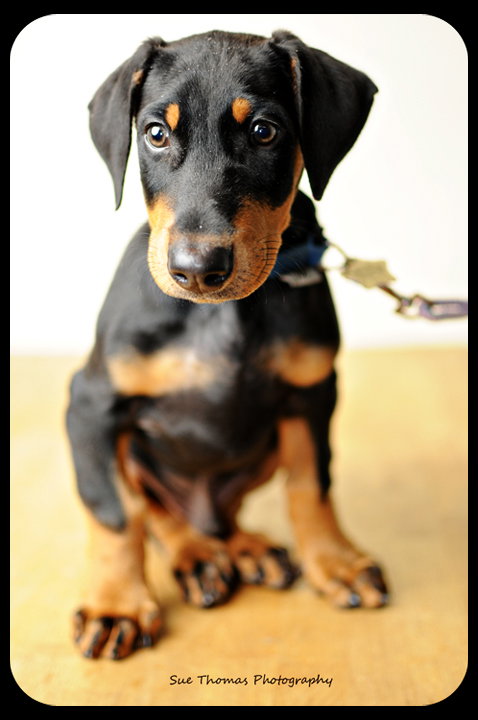 Rowdy-puppy