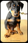 Rowdy-puppy