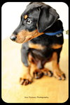 Rowdy-puppy
