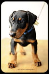 Rowdy-puppy