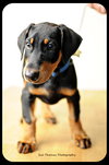Rowdy-puppy