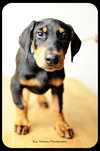 Rowdy-puppy