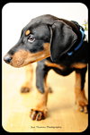 Rowdy-puppy