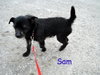 Lil' Sam