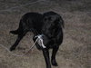 Blackie