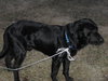 Blackie