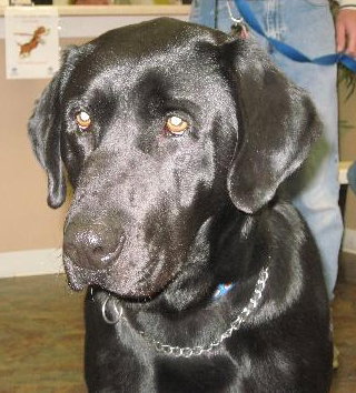 Blackie