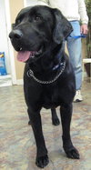 Blackie