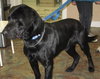 Blackie