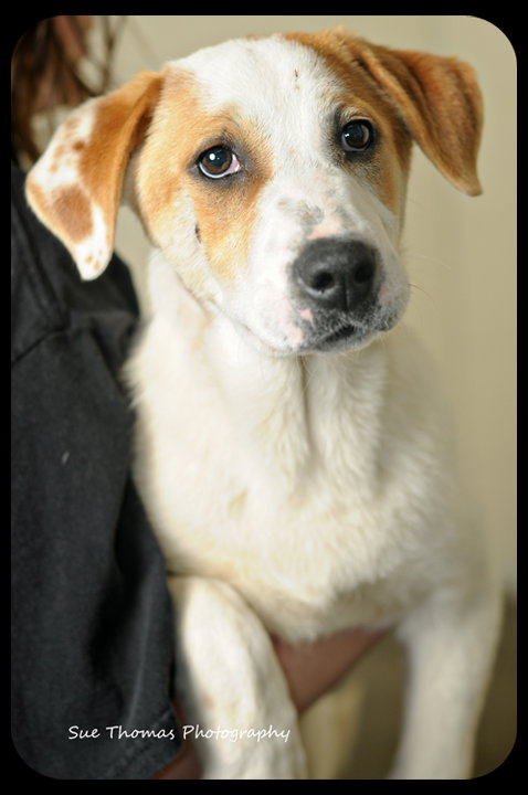 Spunky -Puppy