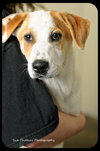 Spunky -Puppy