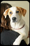 Spunky -Puppy