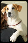 Spunky -Puppy