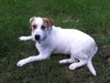 Spunky -Puppy