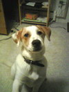 Spunky -Puppy