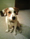Spunky -Puppy