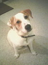Spunky -Puppy