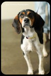 Dottie