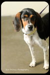 Dottie
